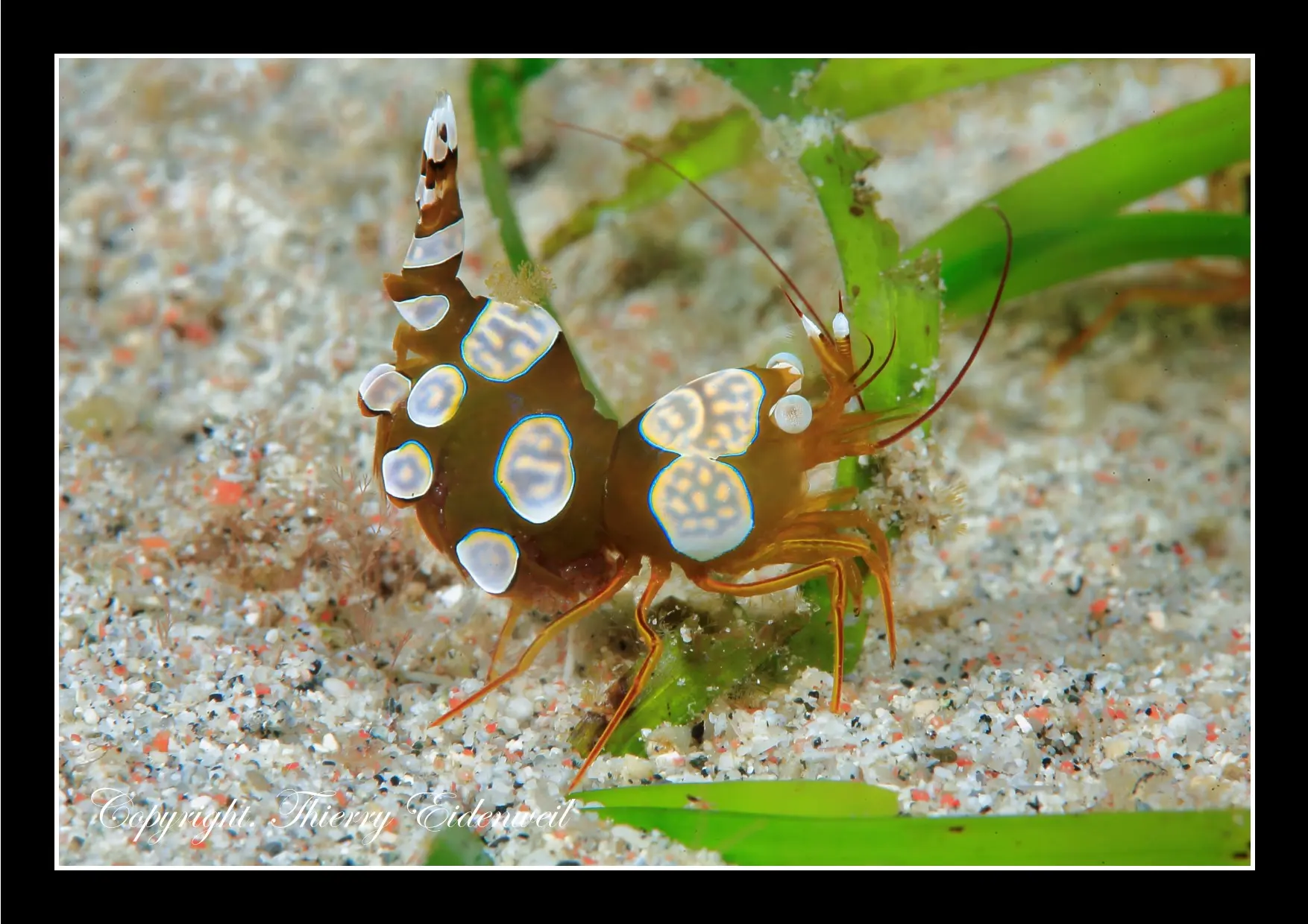 Anilao Macro Dive Media Highlight